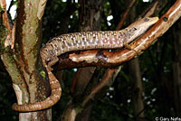 Texas Alligator Lizard