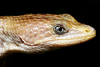 Texas Alligator Lizard