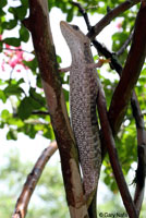 Texas Alligator Lizard