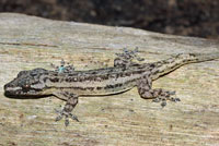 Common house gecko