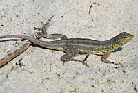 Northern Keeled Earless Lizard