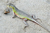 Northern Keeled Earless Lizard