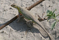 Northern Keeled Earless Lizard