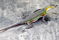 Northern Keeled Earless Lizard