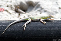 Northern Keeled Earless Lizard