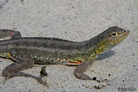 Northern Keeled Earless Lizard