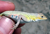 Northern Keeled Earless Lizard