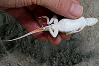 Northern Keeled Earless Lizard