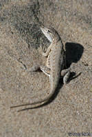 Northern Keeled Earless Lizard