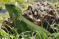 Green Iguana