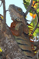 Green Iguana