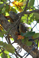 Green Iguana