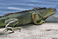 Green Iguana