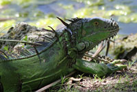 Green Iguana