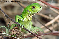 Green Iguana