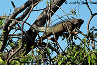 Green Iguana