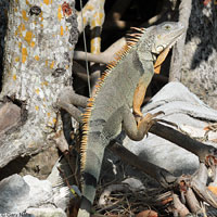 Green Iguana