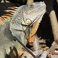 Green Iguana