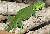 Green Iguana