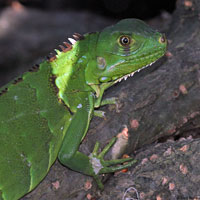 Green Iguana