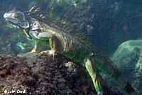 Green Iguana