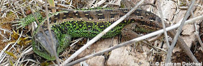 Northern Green Anole