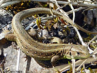 Northern Green Anole