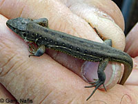 Northern Green Anole