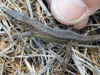 Northern Green Anole