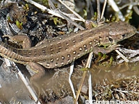 Northern Green Anole