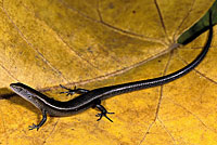 metallic skink