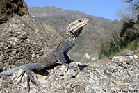 Kashmiri Rock Agama