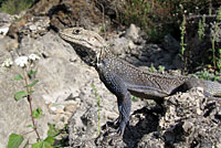 Kashmiri Rock Agama