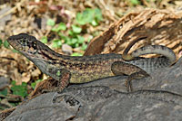 Northern Curlytail Lizard