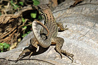 Northern Curlytail Lizard