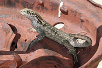 Northern Curlytail Lizard