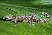 Mourning Gecko