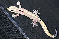 Mourning Gecko