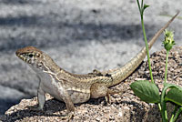 Red-sided Curlytail Lizard