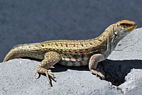 Red-sided Curlytail Lizard