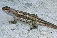 Red-sided Curlytail Lizard