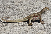 Red-sided Curlytail Lizard