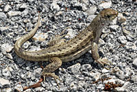 Red-sided Curlytail Lizard