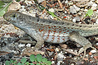 Red-sided Curlytail Lizard