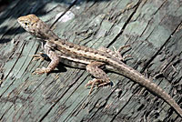 Red-sided Curlytail Lizard