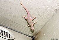 House Gecko