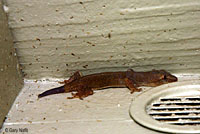 House Gecko