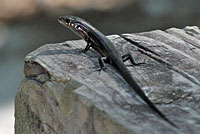 southern coal skink