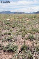 Texas Horned Lizard