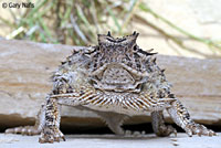 Texas Horned Lizard